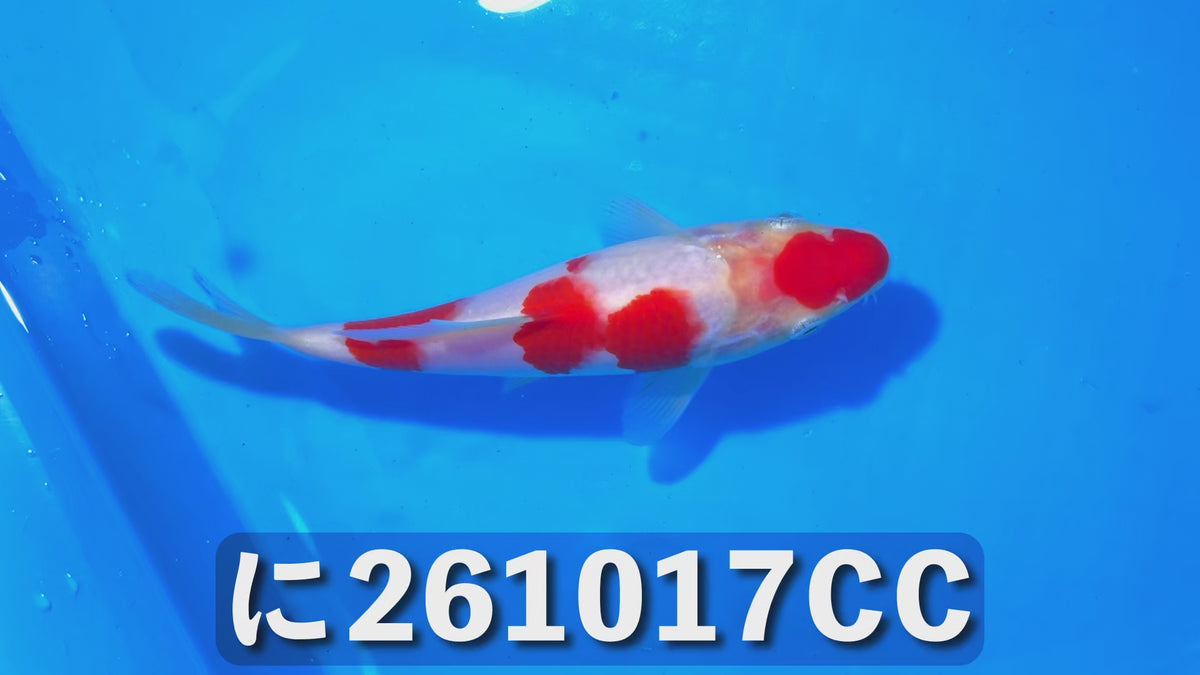【当歳】紅白 17cm前後 2026年生まれCCに
