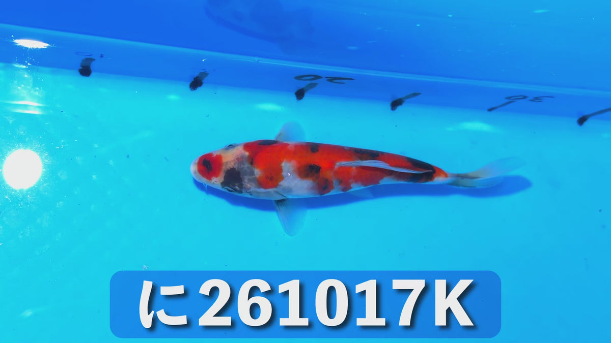 【当歳】昭和三色 16cm前後 2026年生まれKみ
