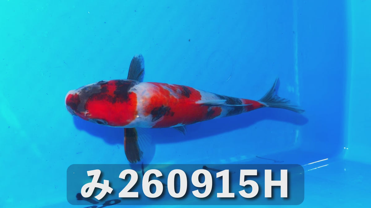 昭和三色 20cm前後 2025年生まれHみ