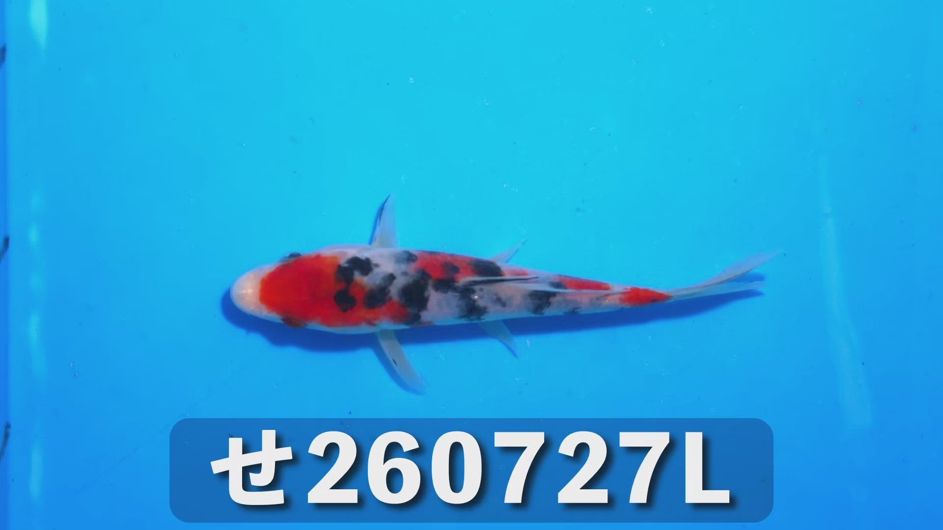大正三色 15cm前後 2025年生まれLせ