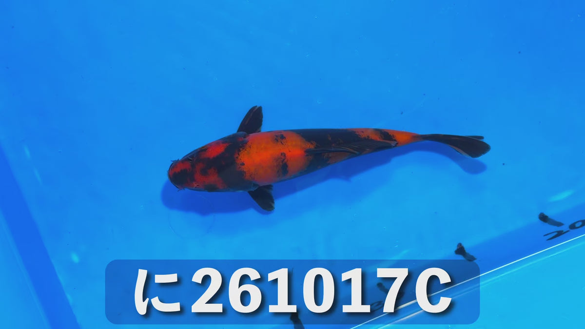 【当歳】緋写り 17cm前後 2026年生まれCみ
