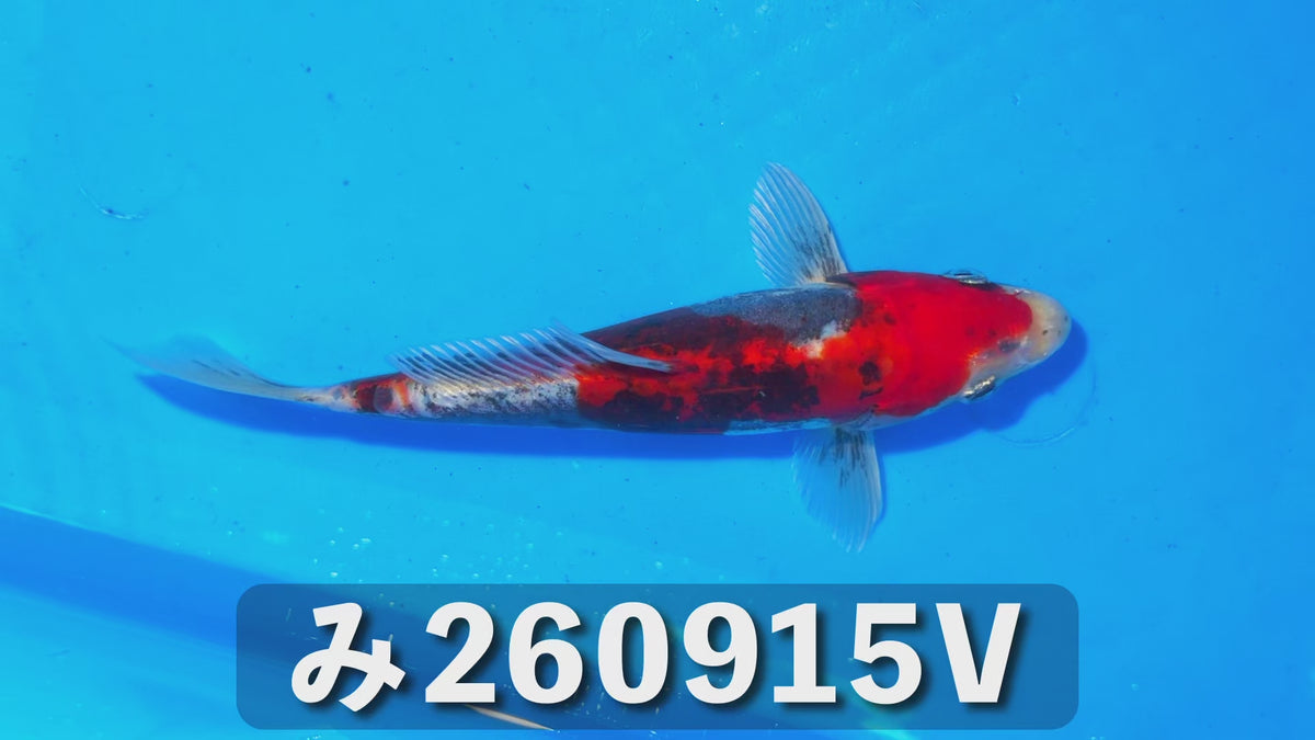 紅輝黒竜 18cm前後 2025年生まれVみ