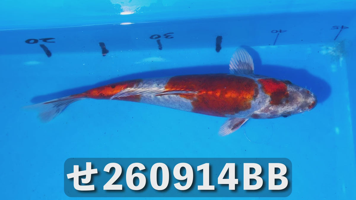 紅輝黒竜 25cm前後 2025年生まれBBせ