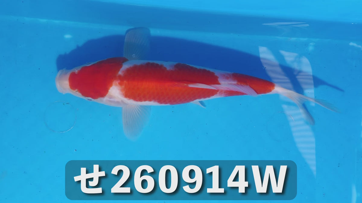 紅白 23cm前後 2025年生まれWせ