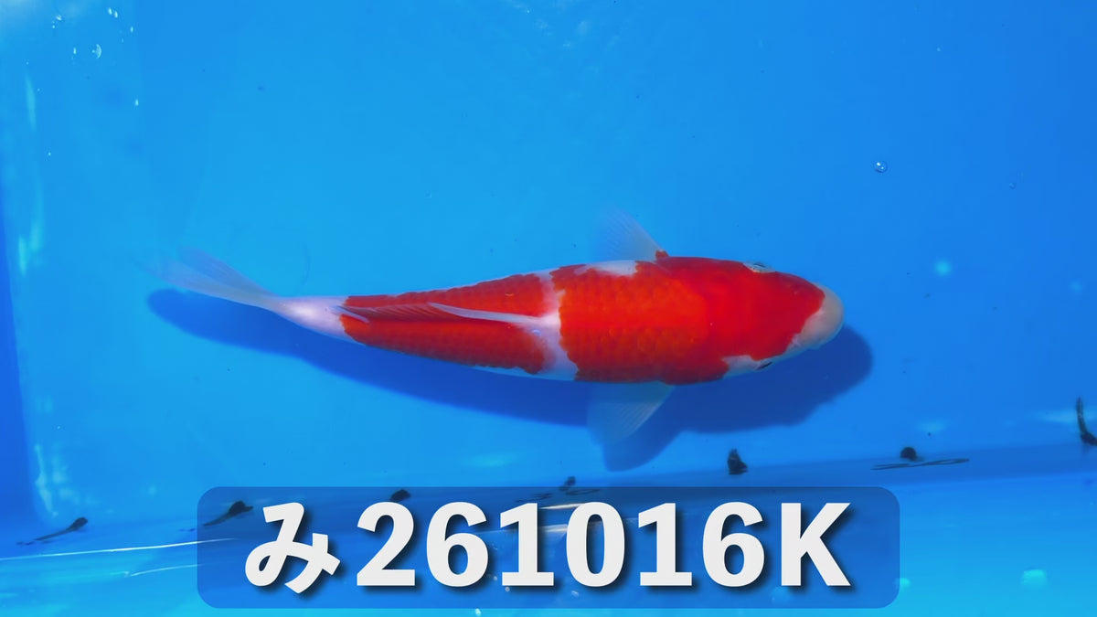 【当歳】紅白 20cm前後 2026年生まれKみ