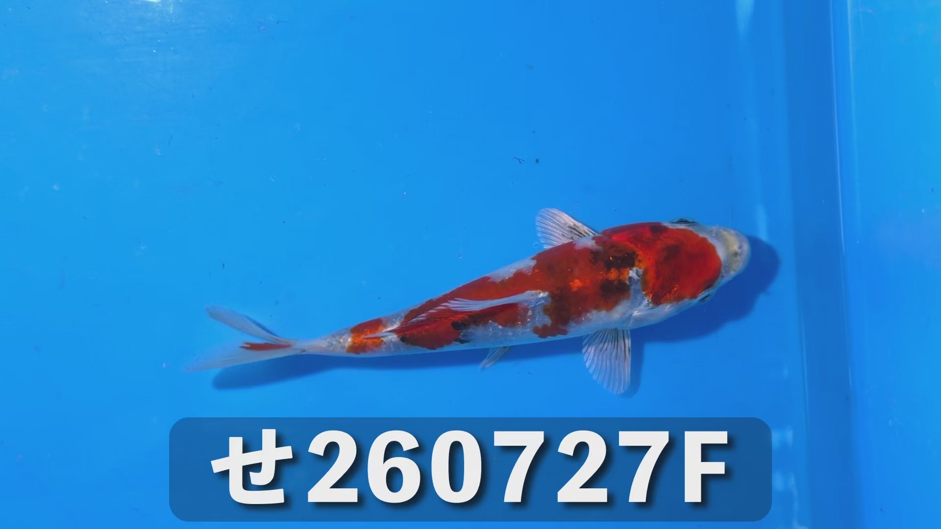 金昭和 15cm前後 2025年生まれFせ