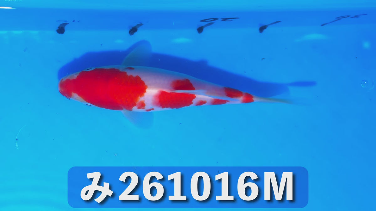 【当歳】紅白 17cm前後 2026年生まれMみ
