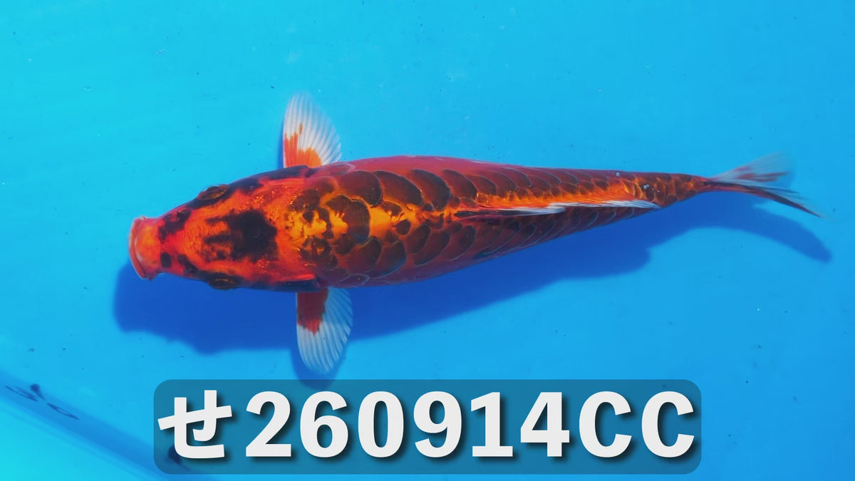 紅輝黒竜 24cm前後 2025年生まれCCせ