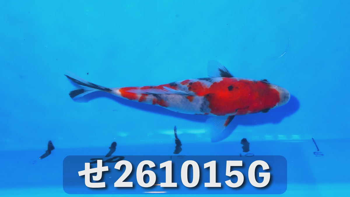 【当歳】昭和三色 17cm前後 2026年生まれGせ