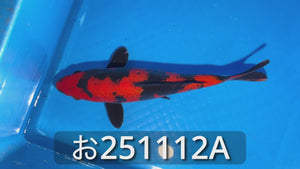 篠田山養鯉場 | オンラインショップ – タグ 