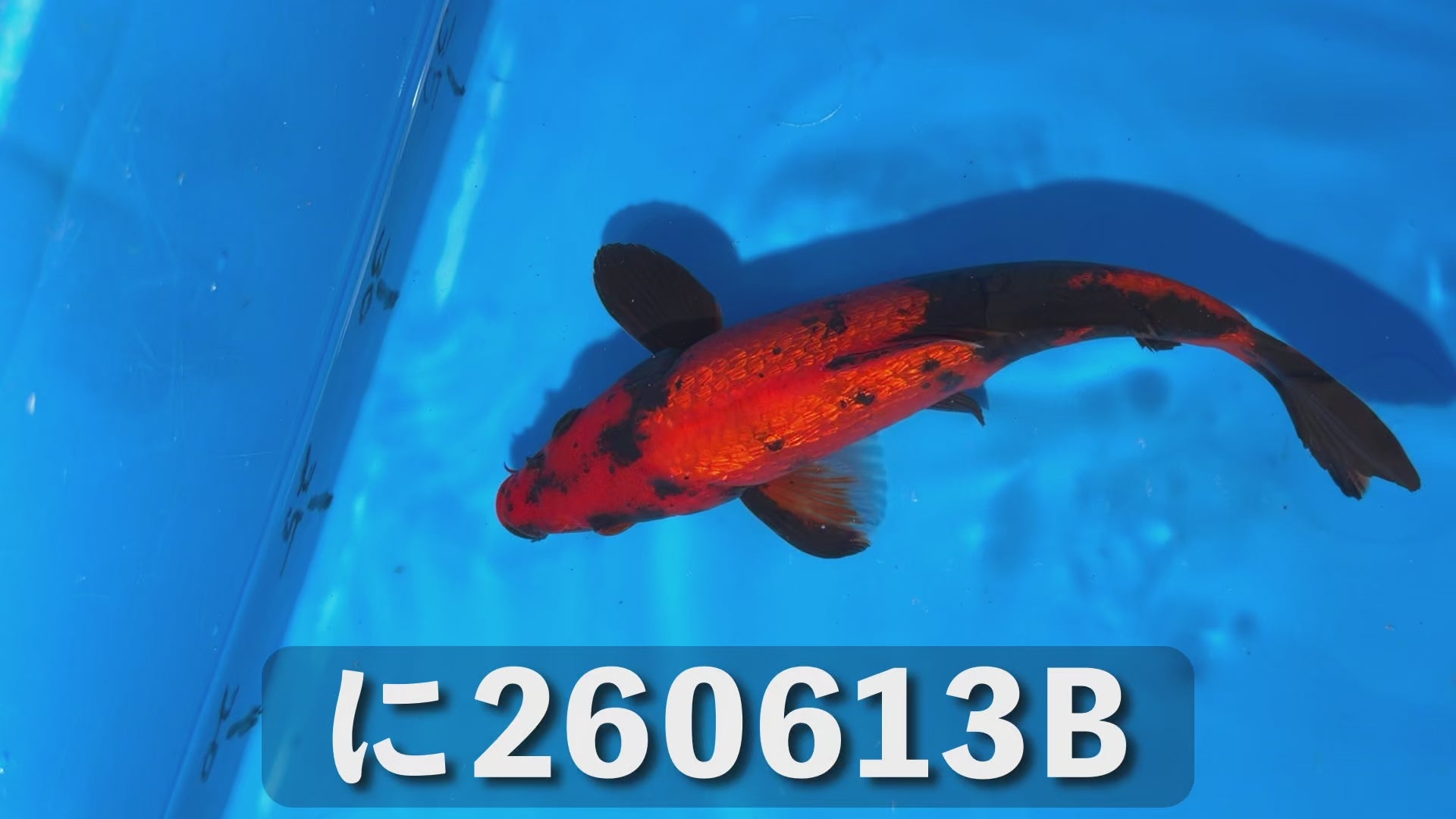 銀鱗緋写り 20cm前後 2025年生まれBに