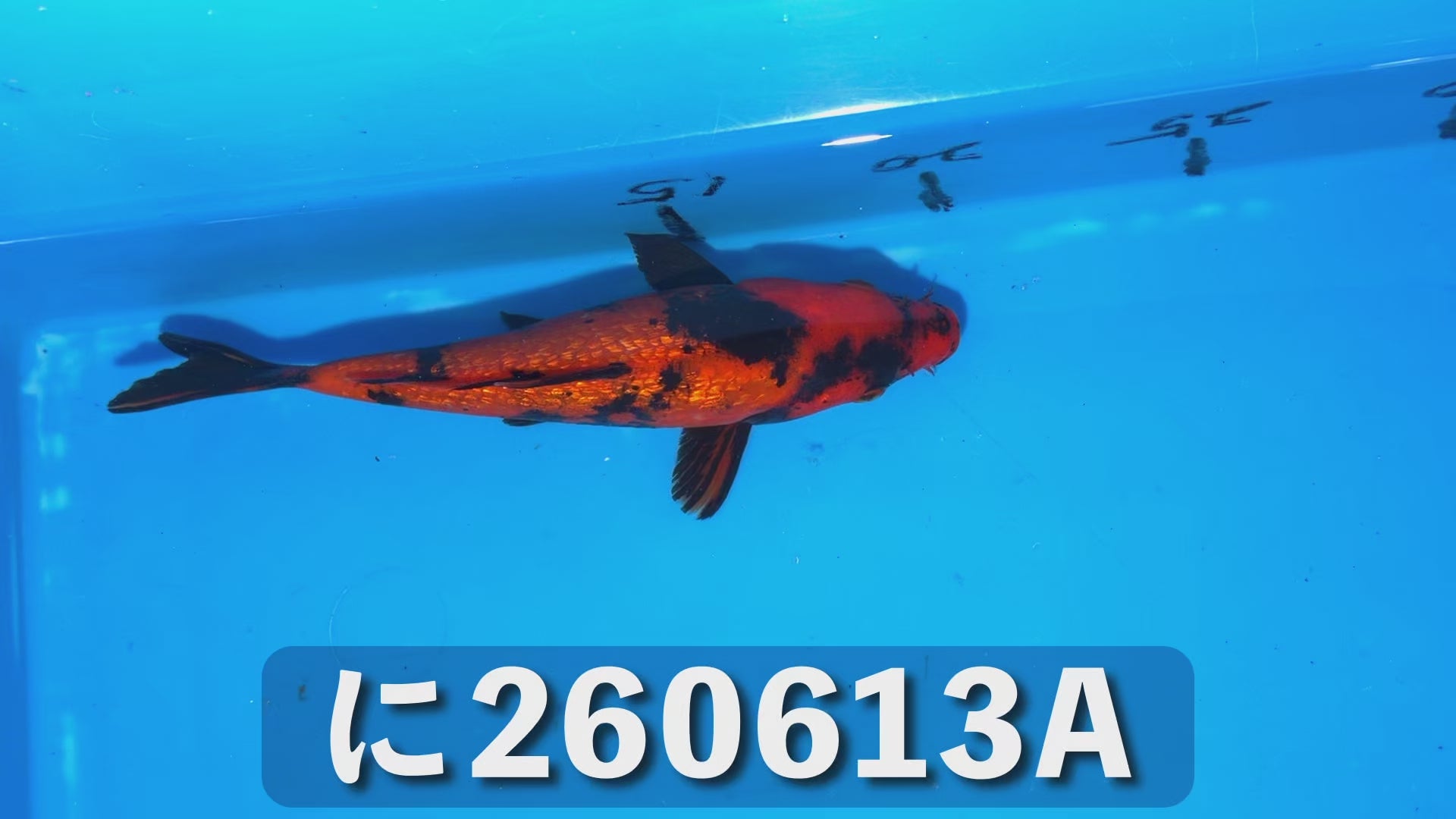 銀鱗緋写り 17cm前後 2025年生まれAに