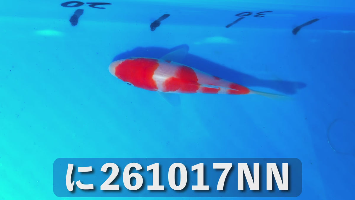 【当歳】紅白 13cm前後 2026年生まれNNに
