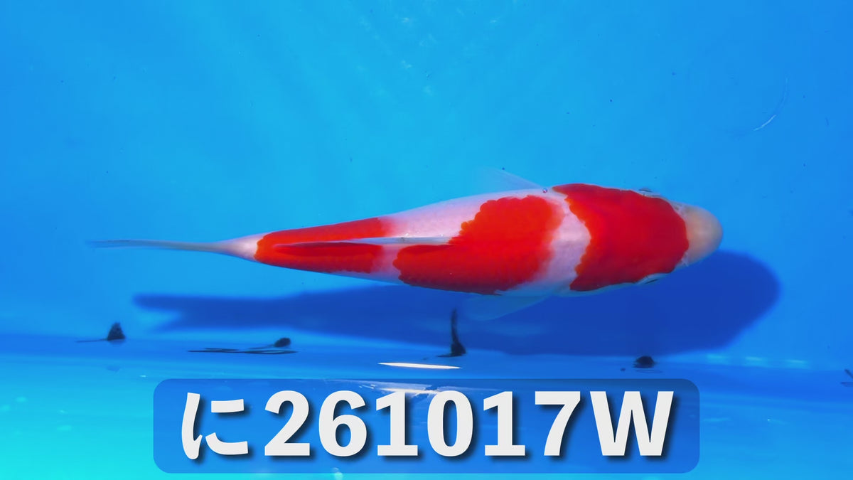 【当歳】紅白 16cm前後 2026年生まれWに