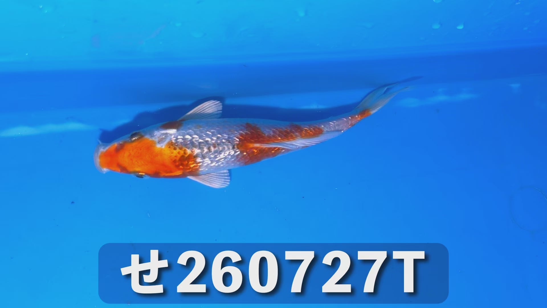 逸品鯉 17cm前後 2025年生まれTせ