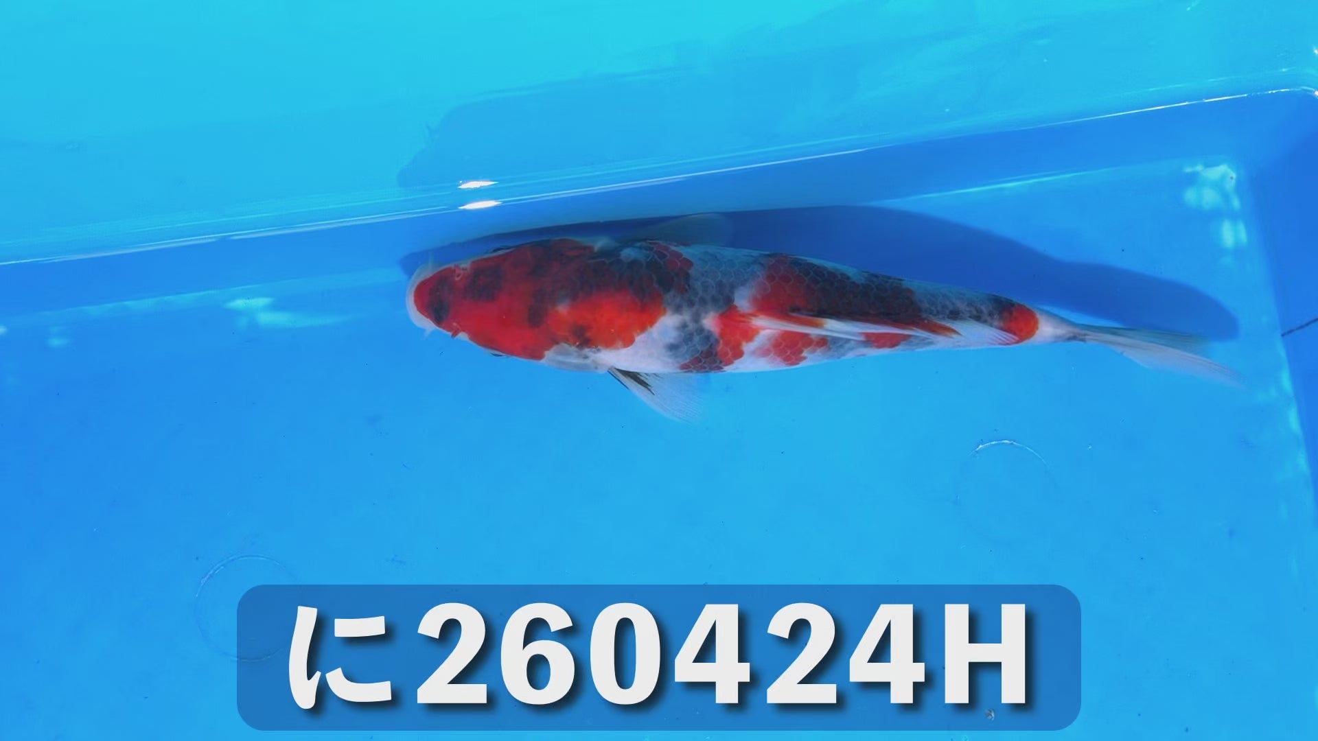 昭和三色 21cm前後 2025年生まれHに