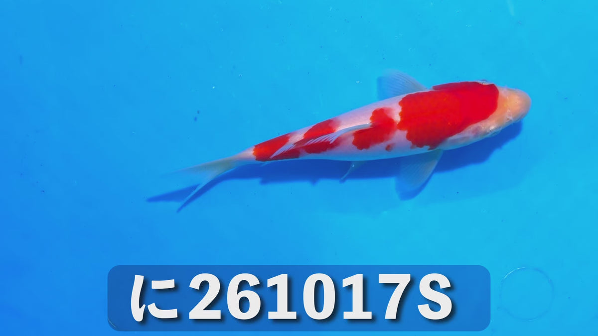 【当歳】紅白 17cm前後 2026年生まれSに