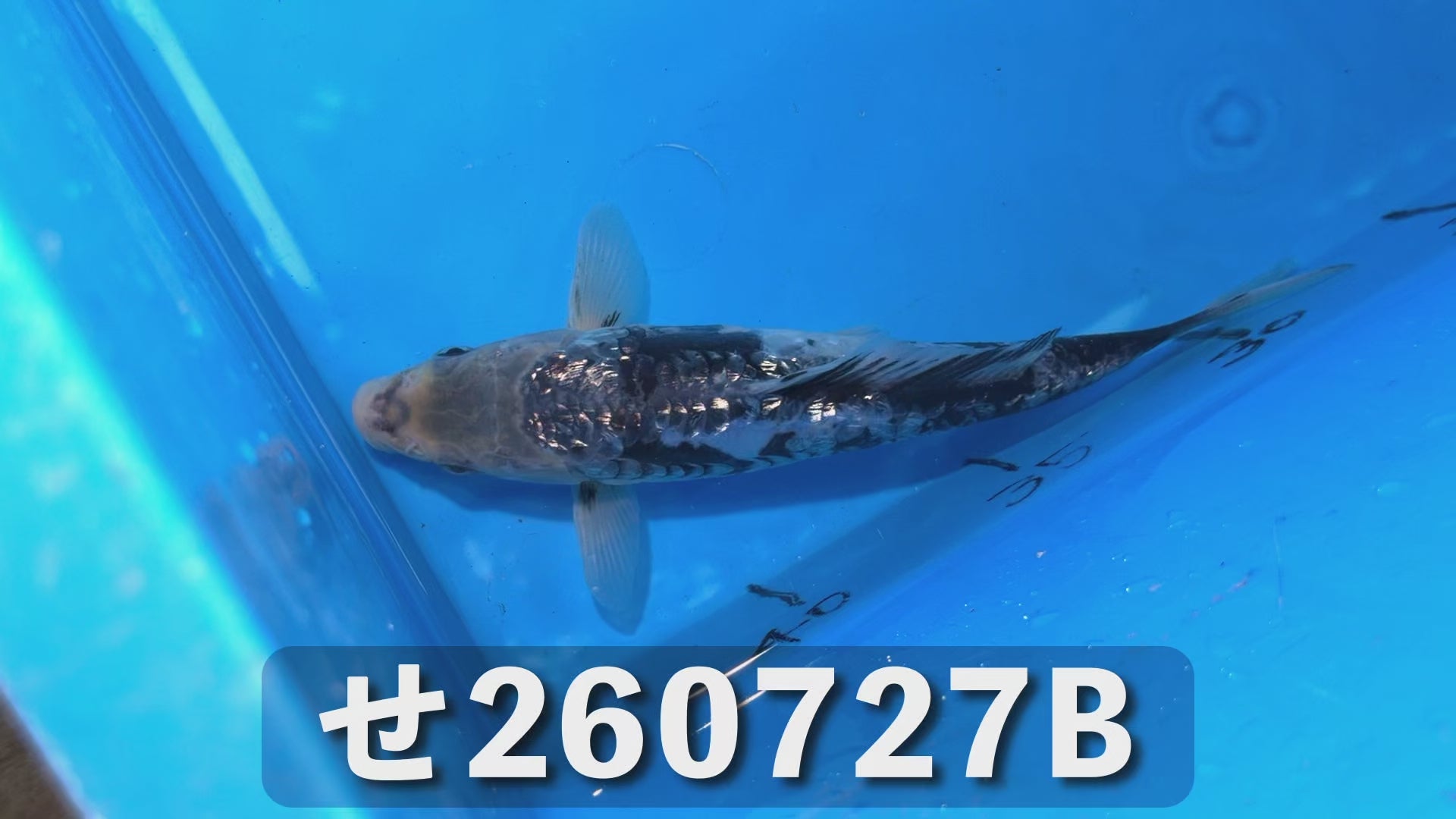 逸品鯉(鎧鱗) 20cm前後 2025年生まれBせ