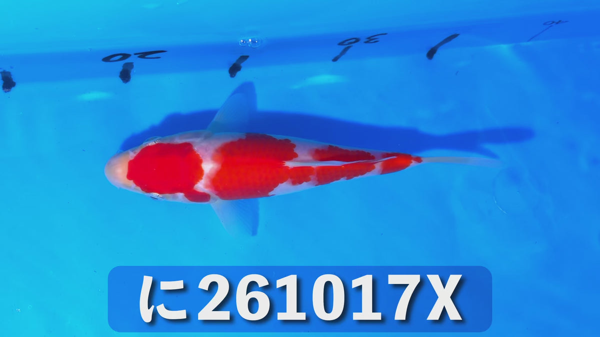 【当歳】紅白 17cm前後 2026年生まれXに