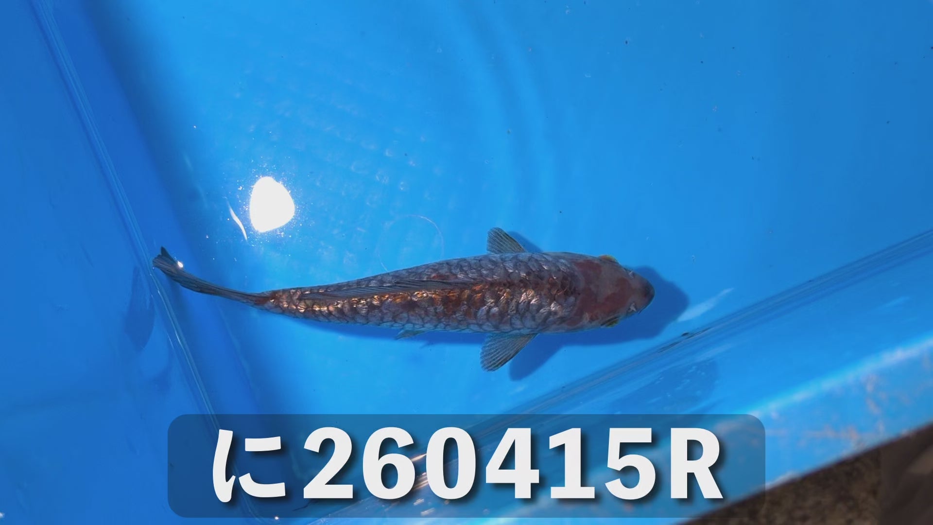 逸品鯉(鎧鱗) 18cm前後 2025年生まれQに