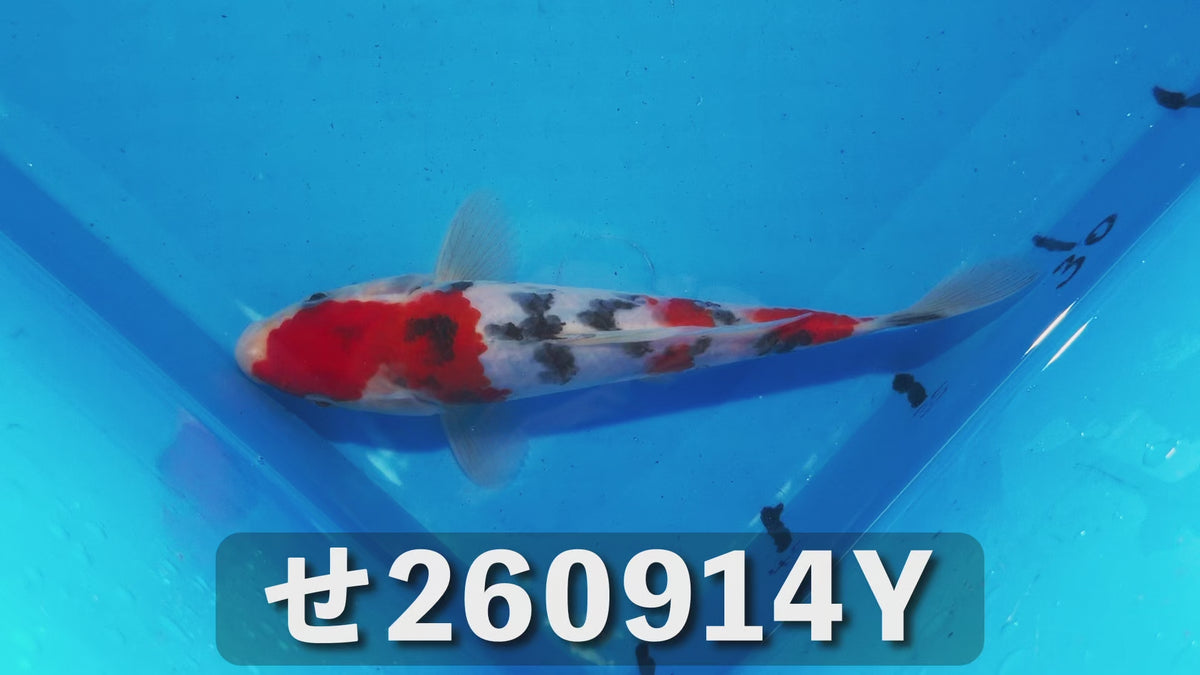 大正三色 20cm前後 2025年生まれYせ