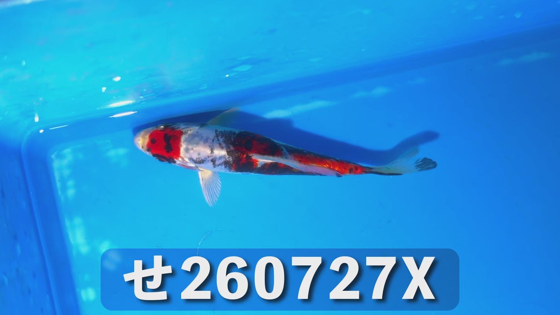 紅輝黒竜 15cm前後 2025年生まれXせ