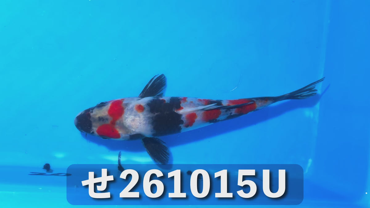 【当歳】昭和三色 18cm前後 2026年生まれUせ
