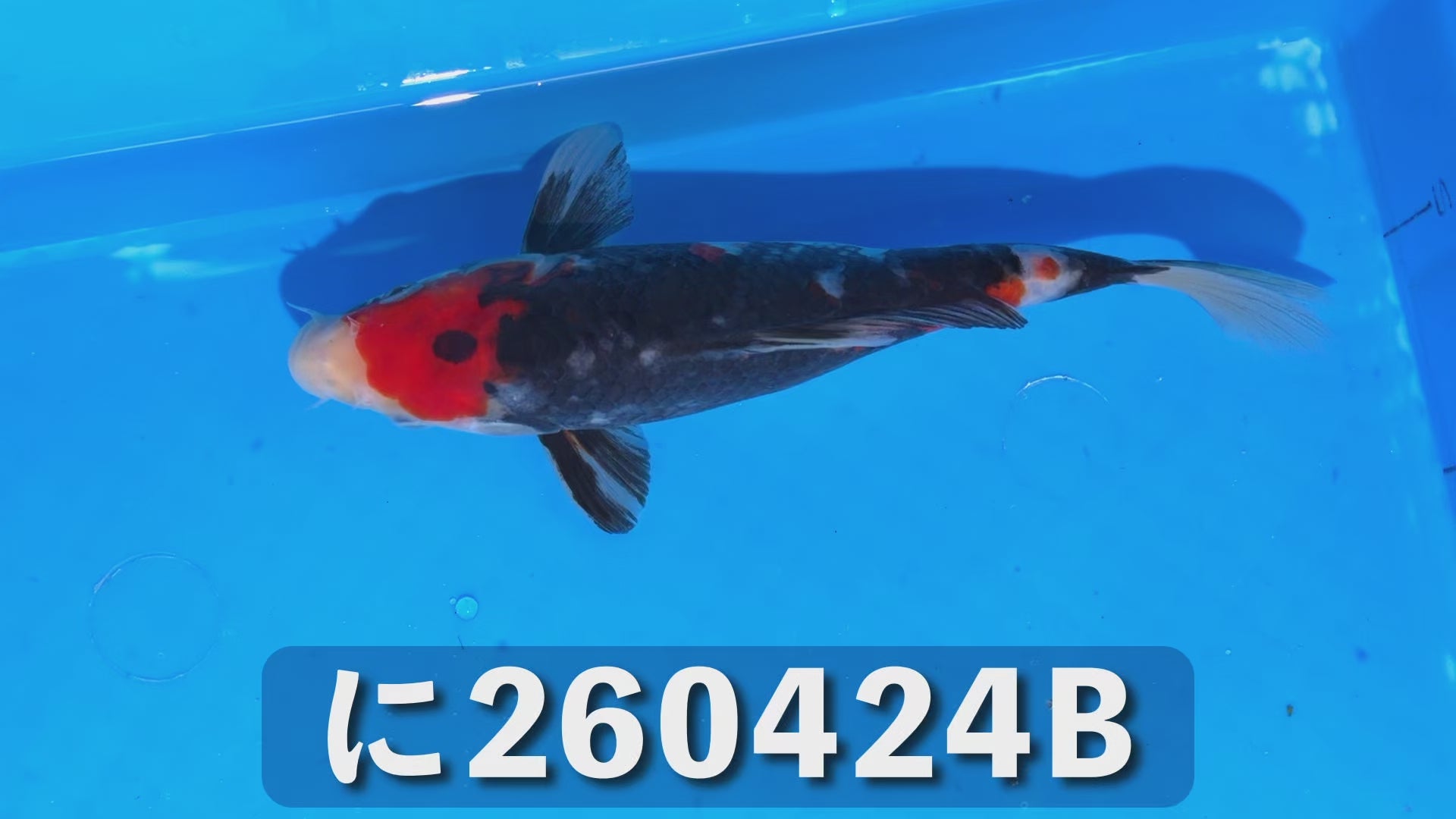 昭和三色 21cm前後 2025年生まれBに