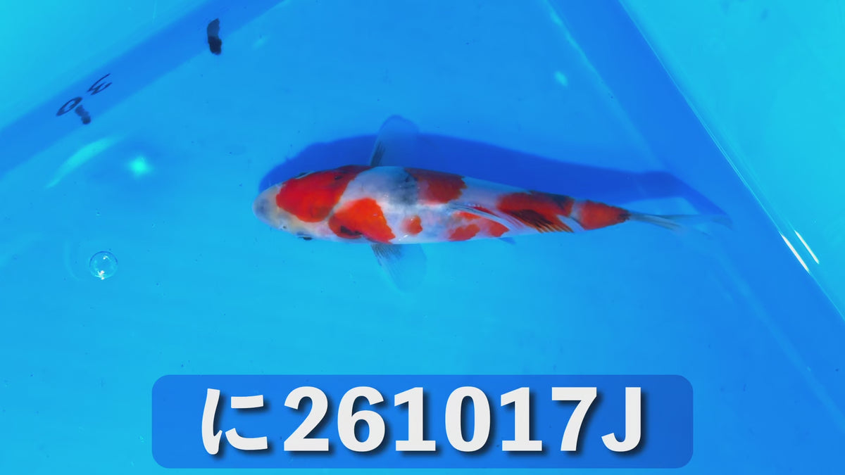 【当歳】昭和三色 17cm前後 2026年生まれJみ
