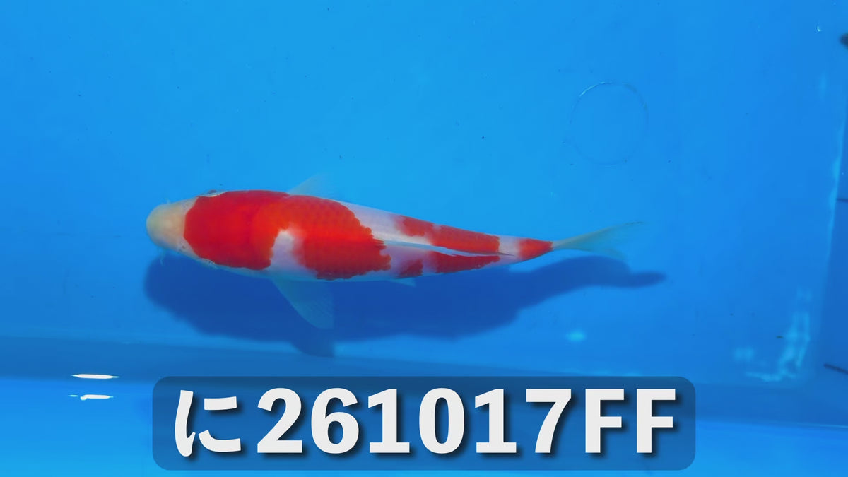 【当歳】紅白 15cm前後 2026年生まれFFに