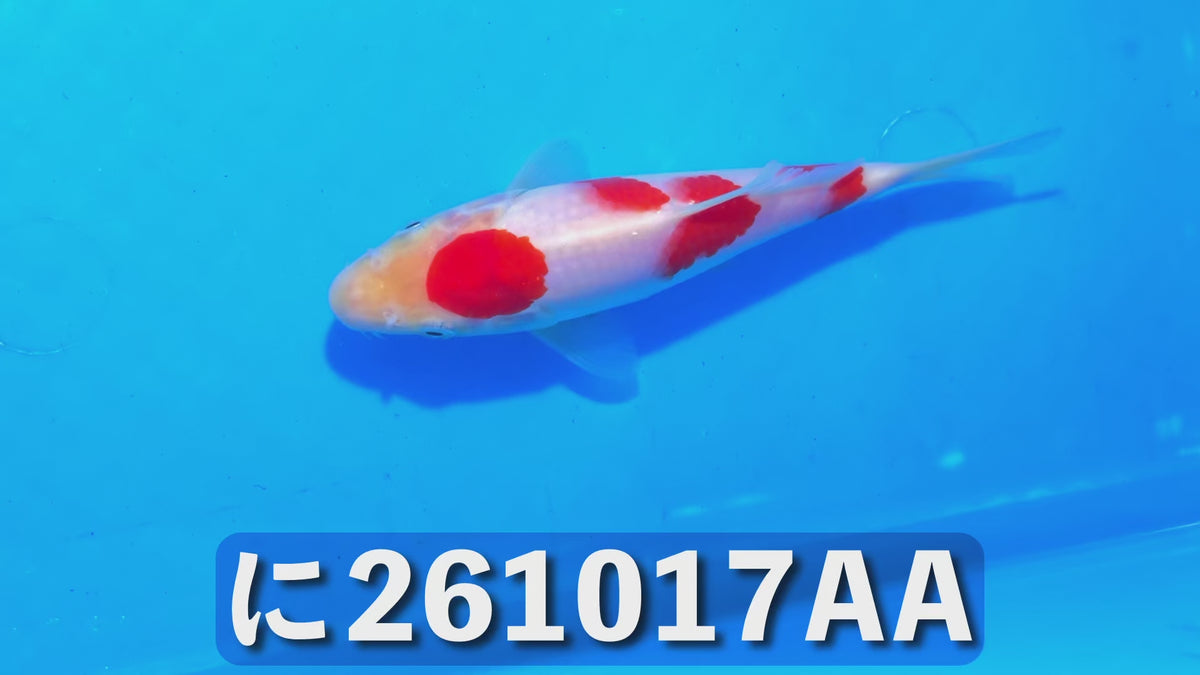 【当歳】紅白 16cm前後 2026年生まれAAに