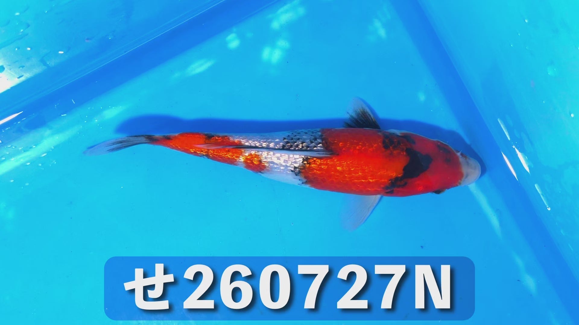 銀鱗昭和三色 18cm前後 2025年生まれNせ
