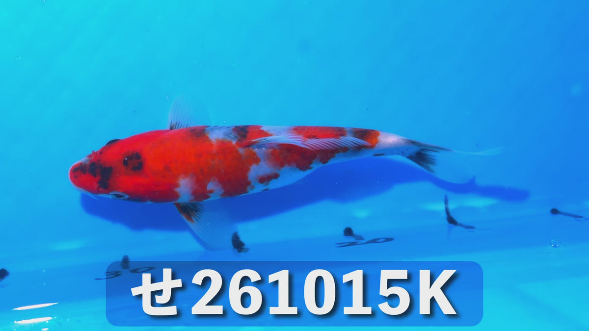 【当歳】昭和三色 18cm前後 2026年生まれKせ