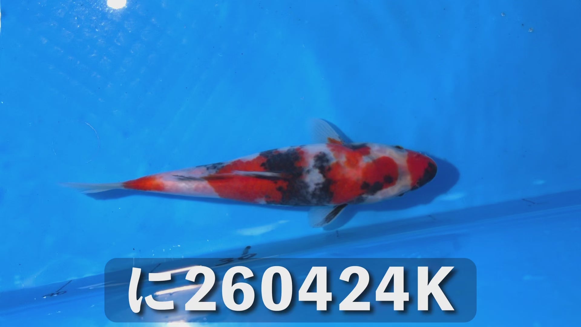 昭和三色 20cm前後 2025年生まれKに