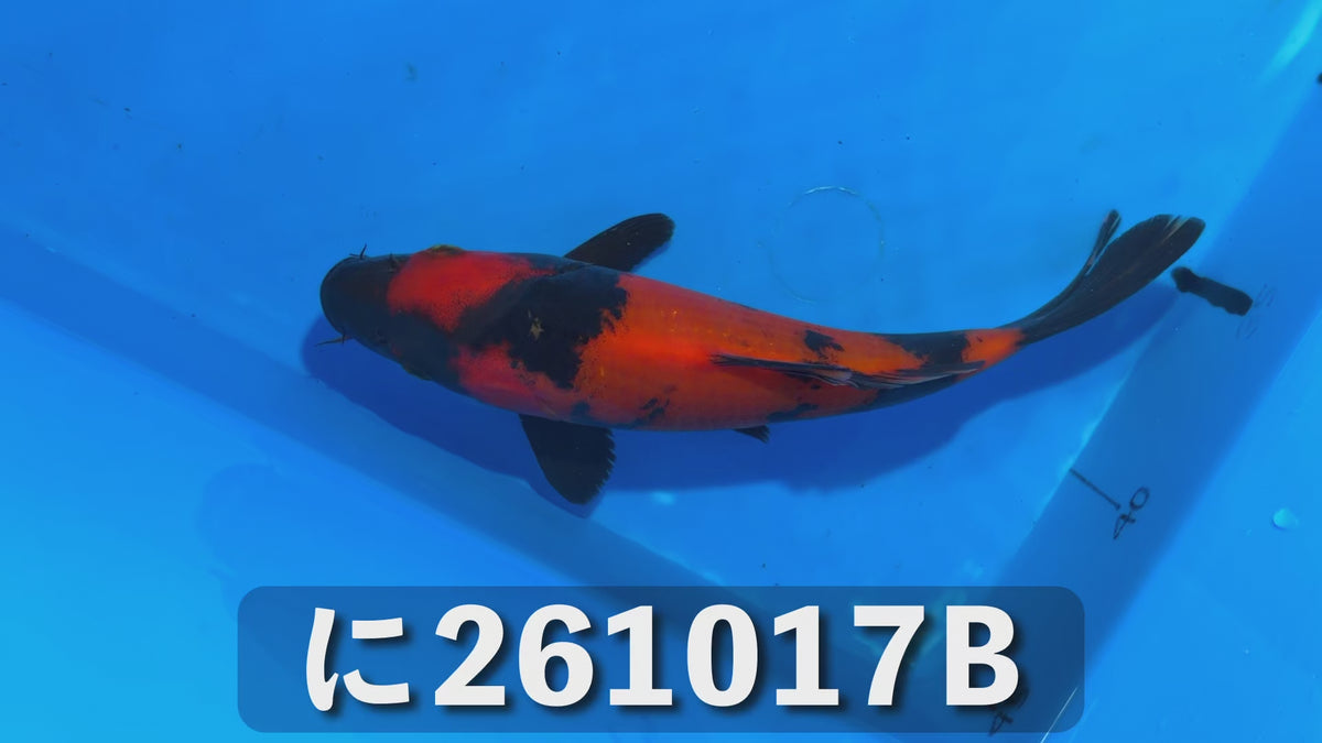 【当歳】緋写り 19cm前後 2026年生まれBみ