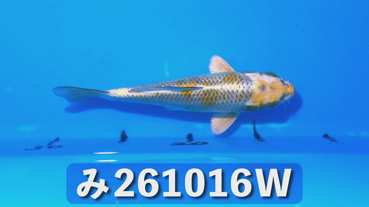 【当歳】孔雀落葉 17cm前後 2026年生まれWみ