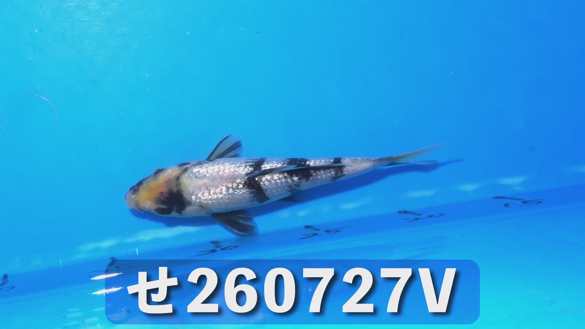 銀鱗白写り 17cm前後 2025年生まれVせ