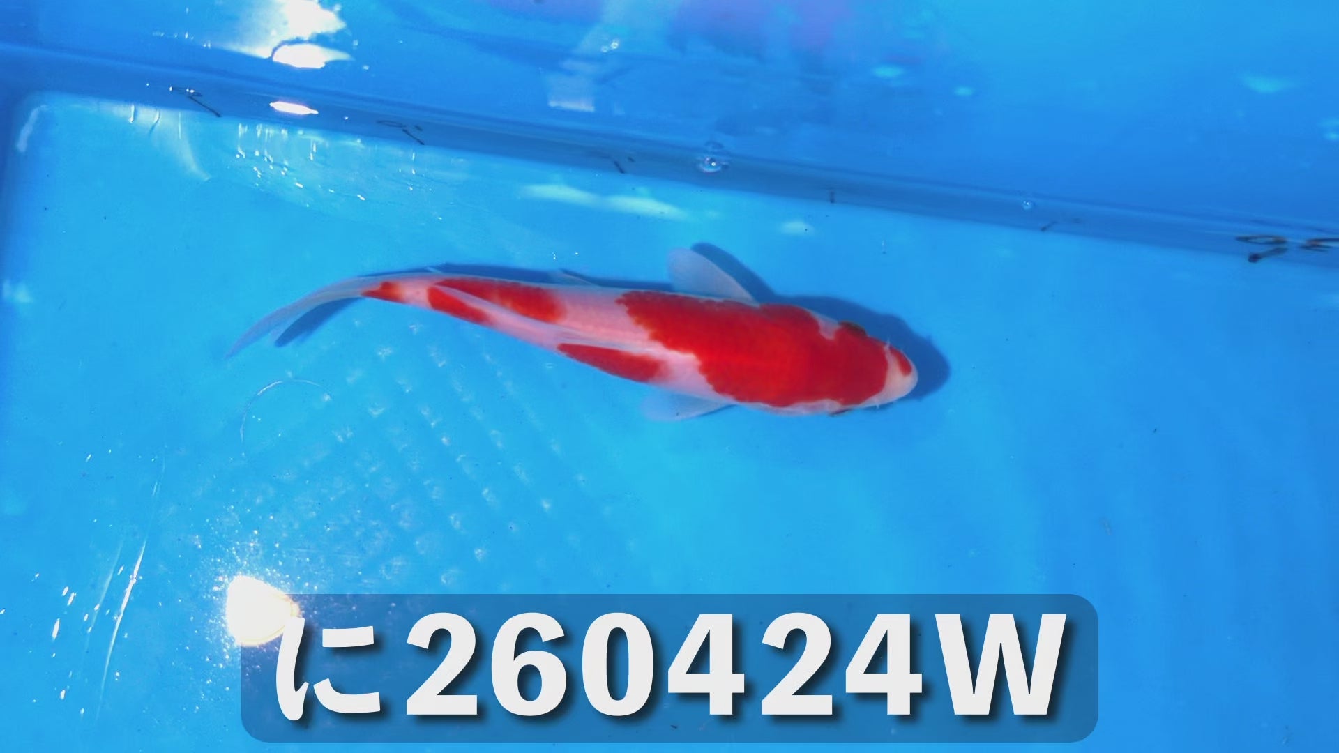 紅白 17cm前後 2025年生まれWに