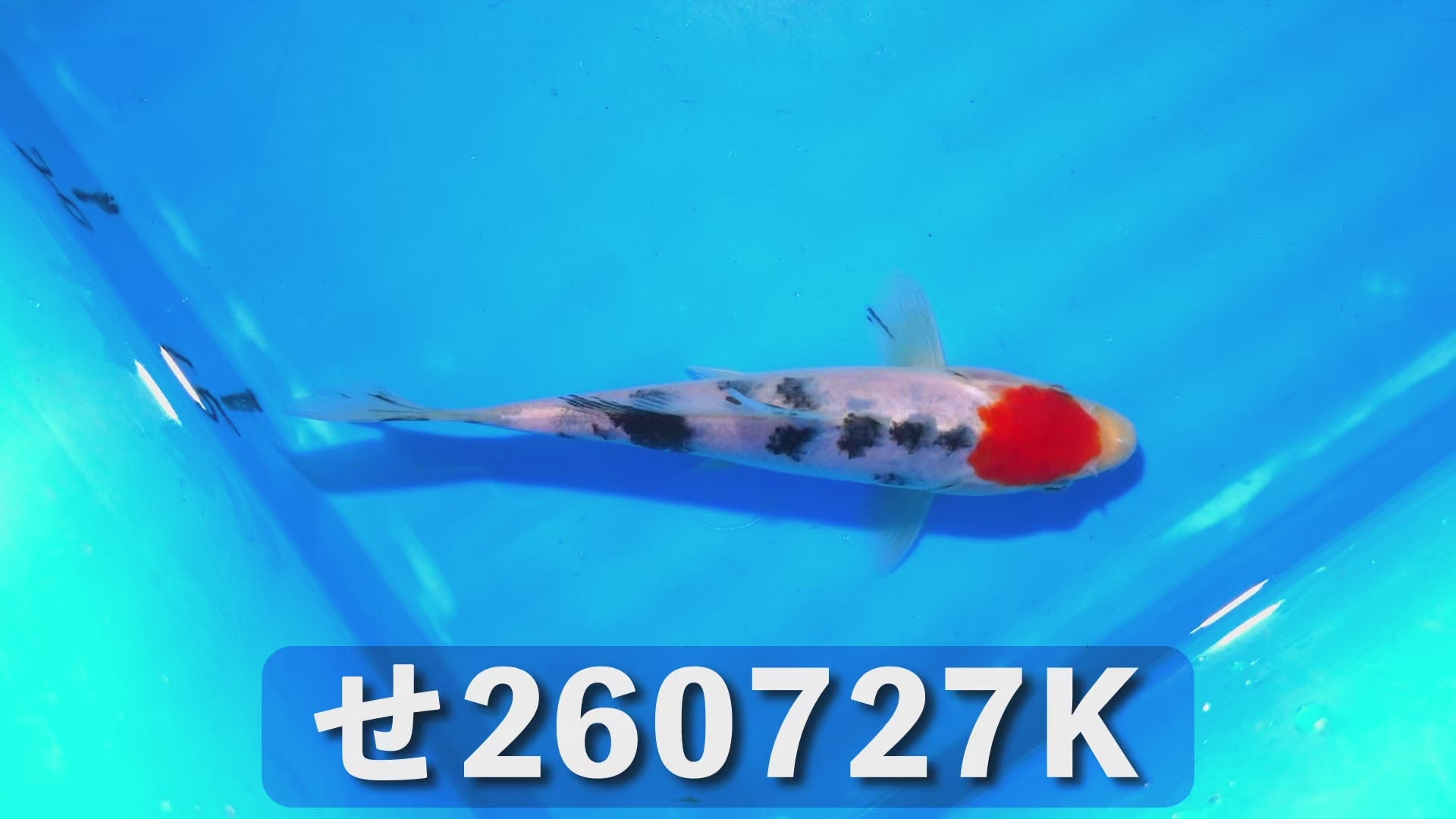 丹頂大正三色 17cm前後 2025年生まれKせ