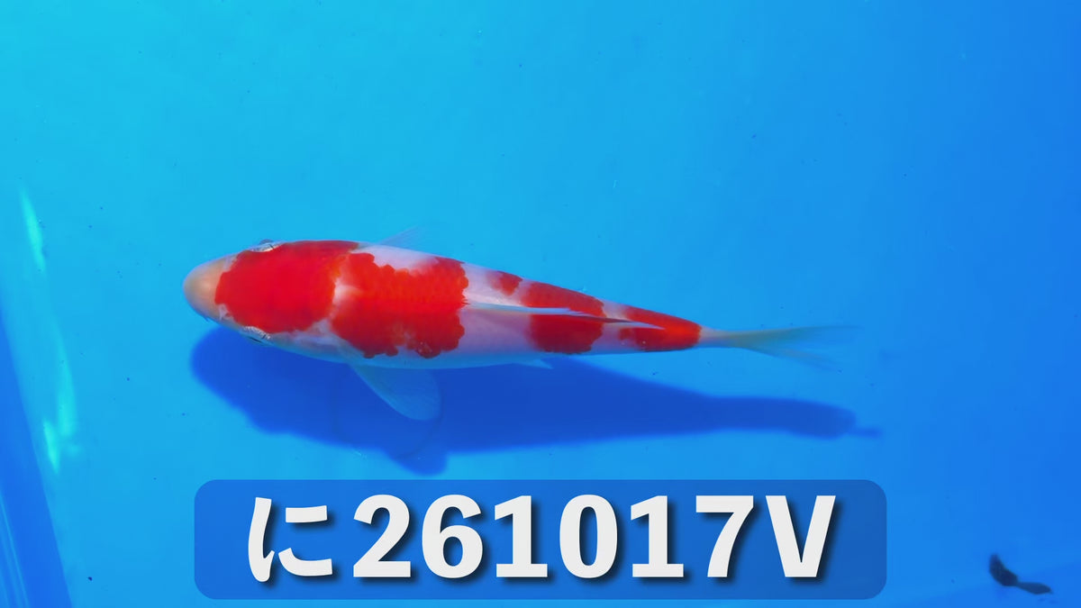 【当歳】紅白 14cm前後 2026年生まれVに