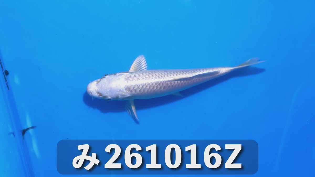 【当歳】プラチナ 16cm前後 2026年生まれZみ