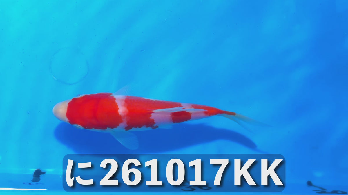 【当歳】紅白 15cm前後 2026年生まれKKに