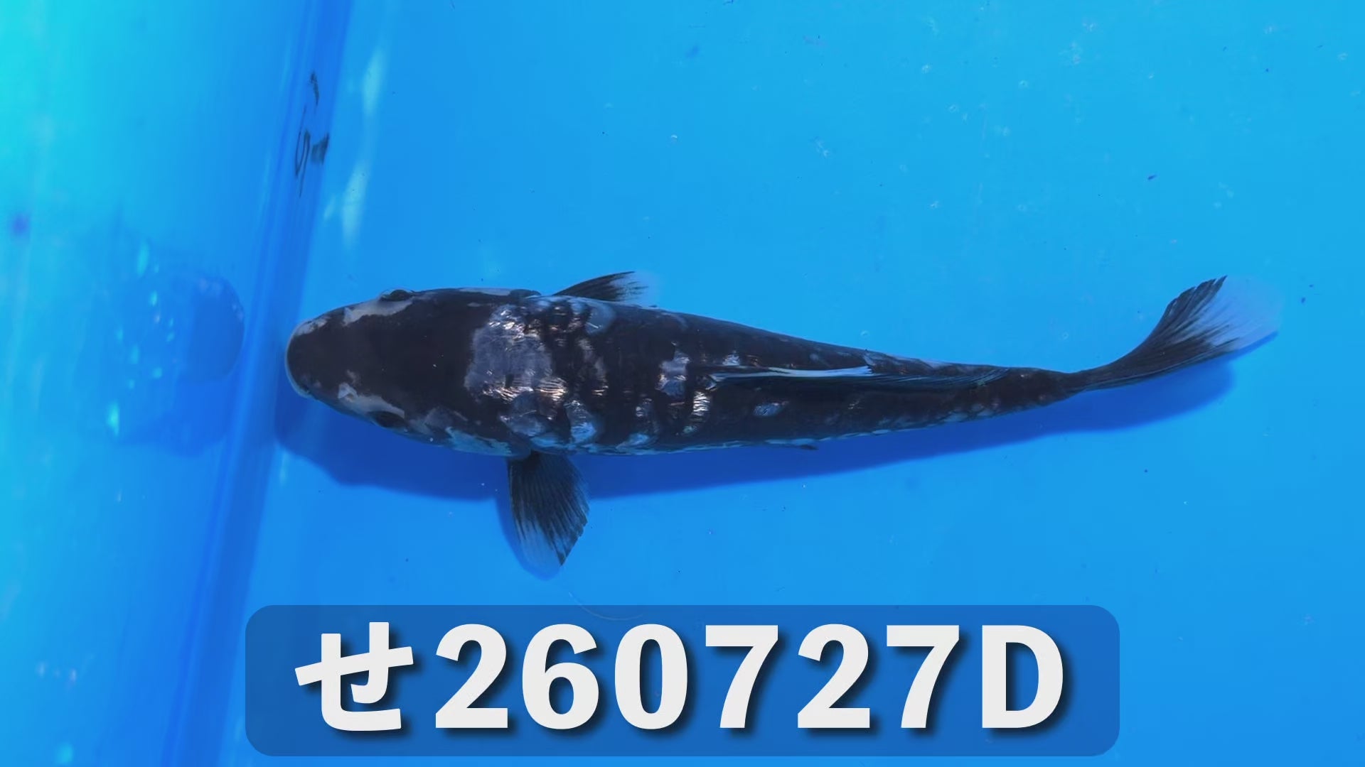 逸品鯉(鎧鱗) 20cm前後 2025年生まれDせ