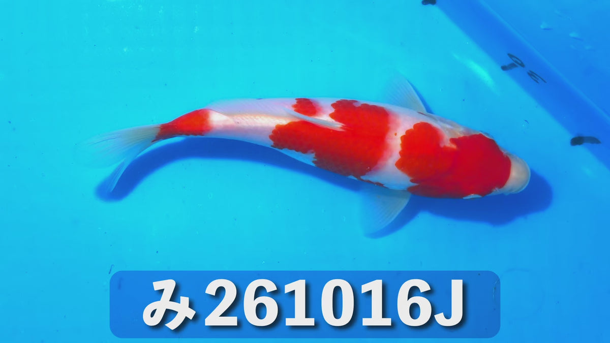 【当歳】紅白 22cm前後 2026年生まれJみ