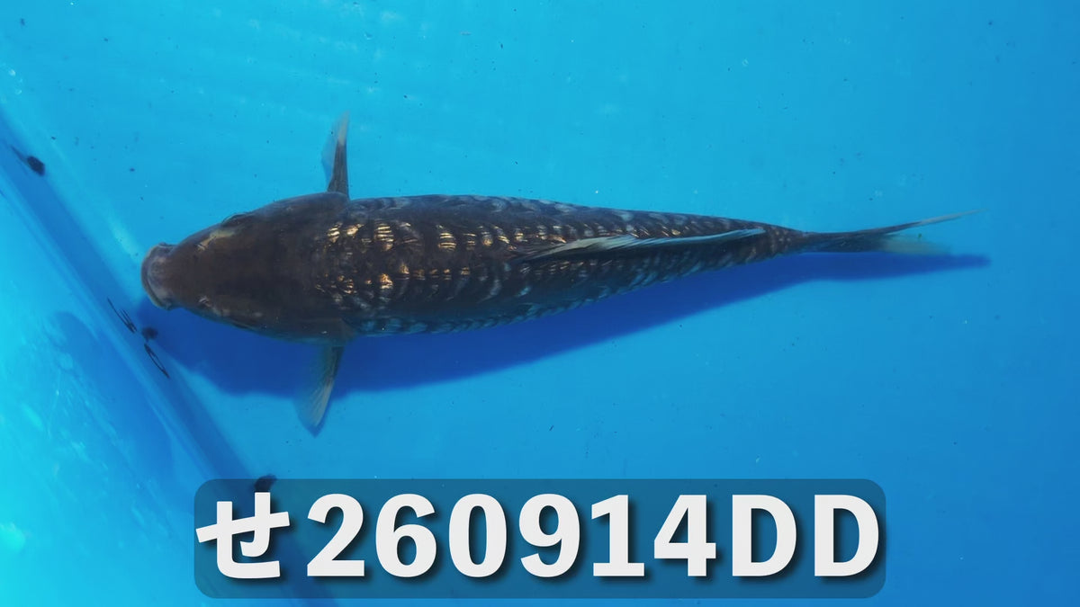 逸品鯉 21cm前後 2025年生まれDDせ
