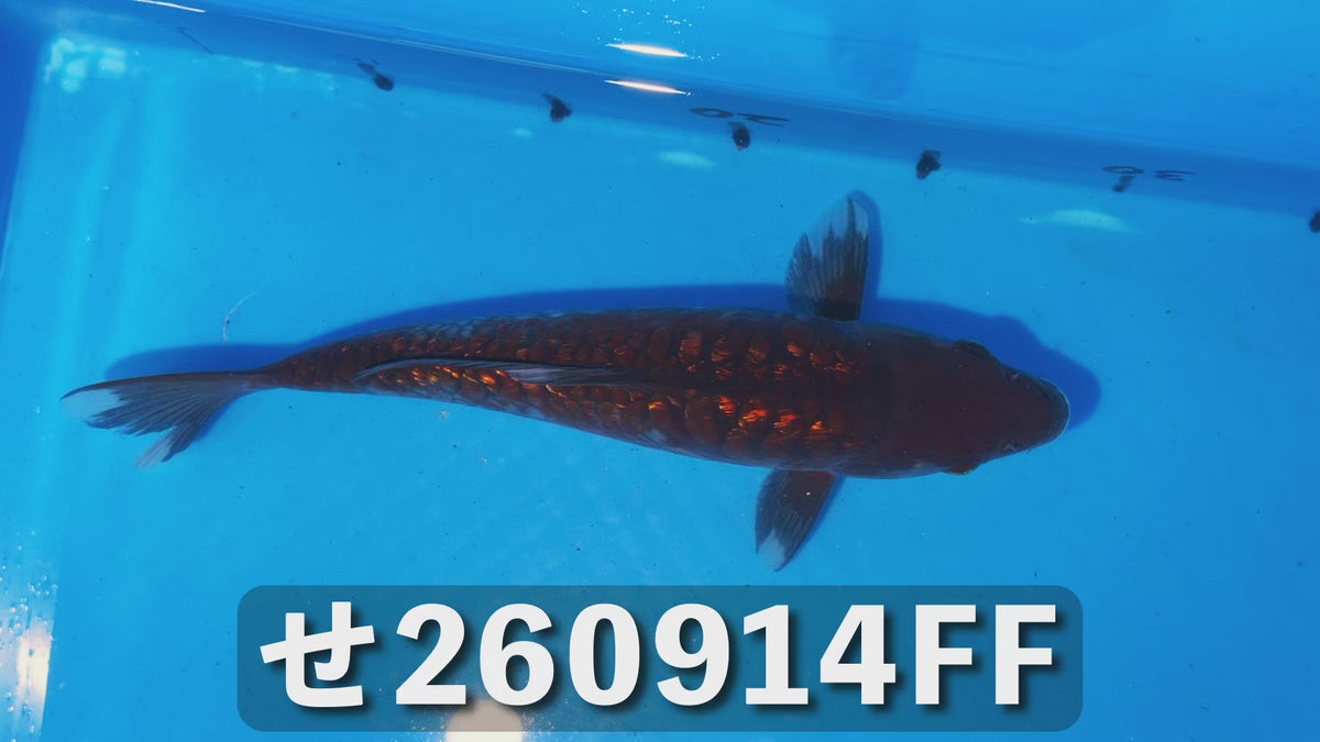 逸品鯉 26cm前後 2025年生まれFFせ