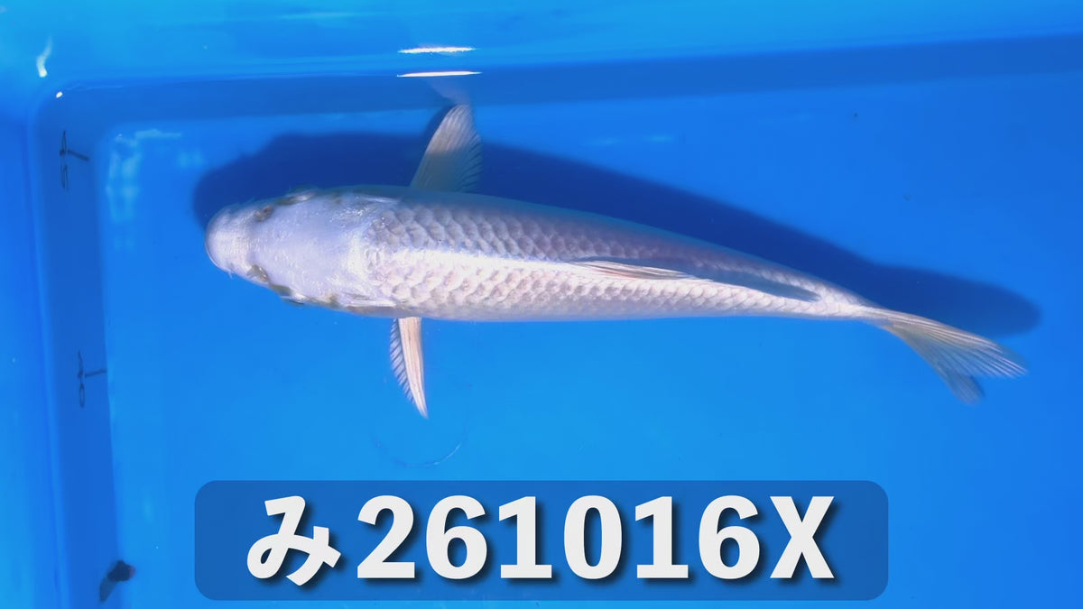【当歳】プラチナ 20cm前後 2026年生まれXみ