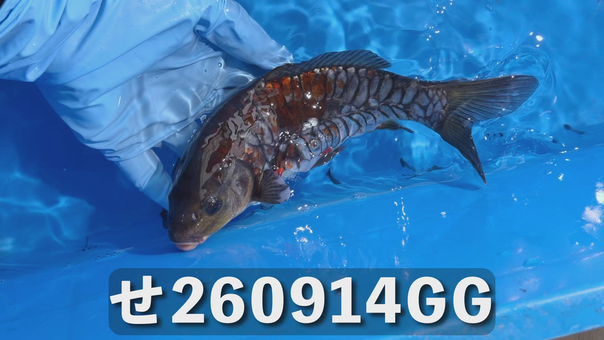 逸品鯉 23cm前後 2025年生まれGGせ