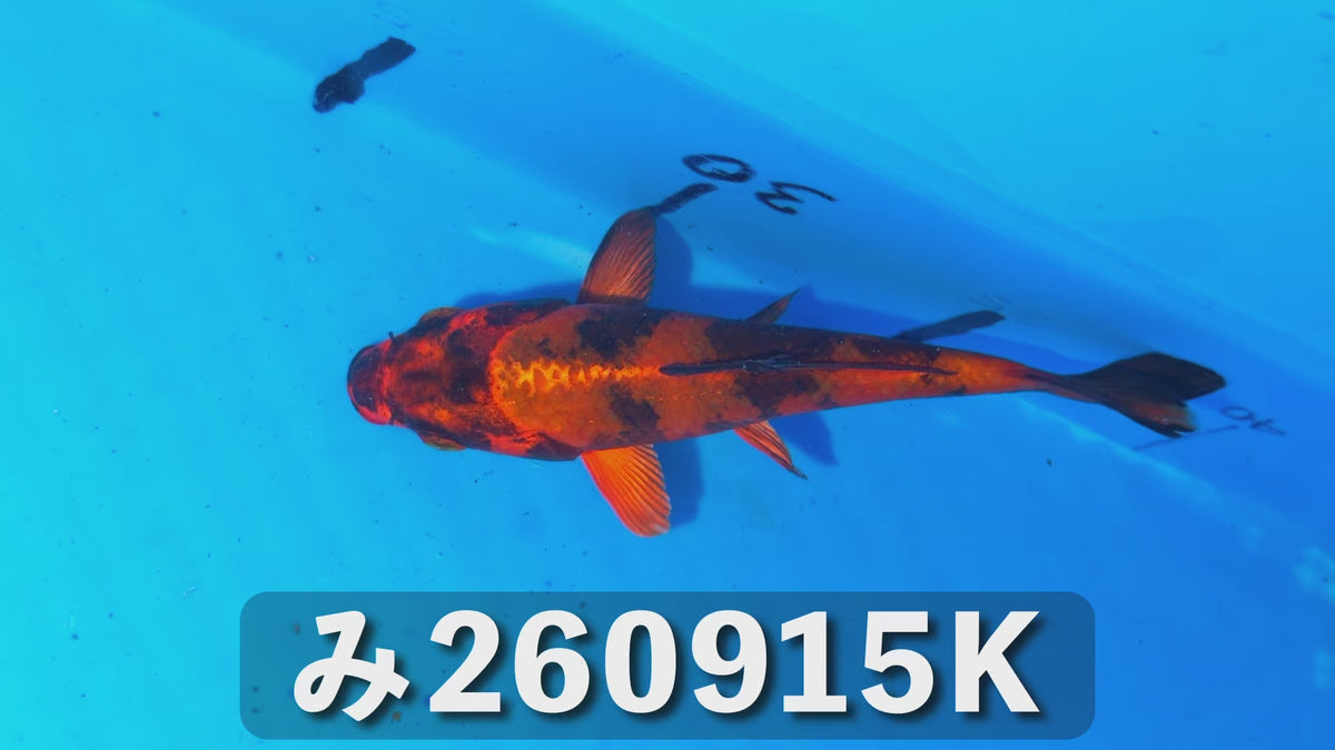 金緋写り 14cm前後 2025年生まれKみ