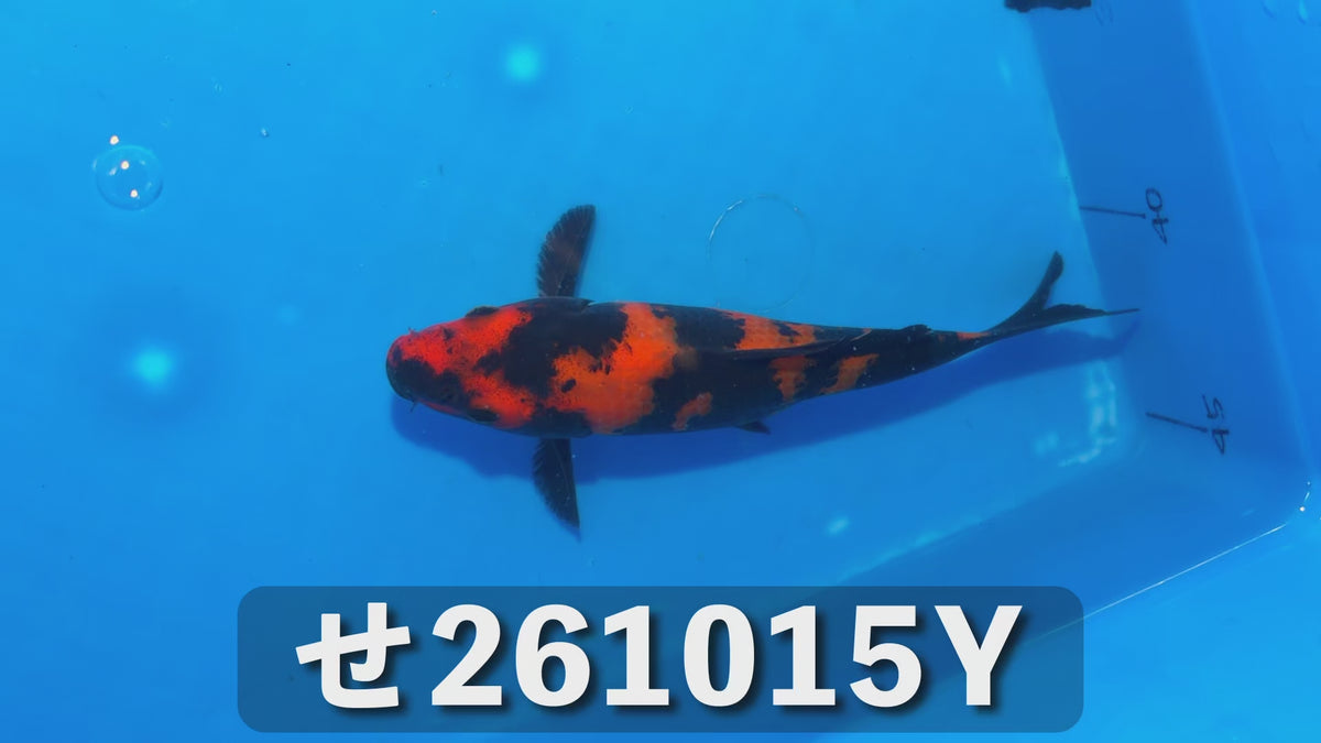 【当歳】緋写り 17cm前後 2026年生まれYせ